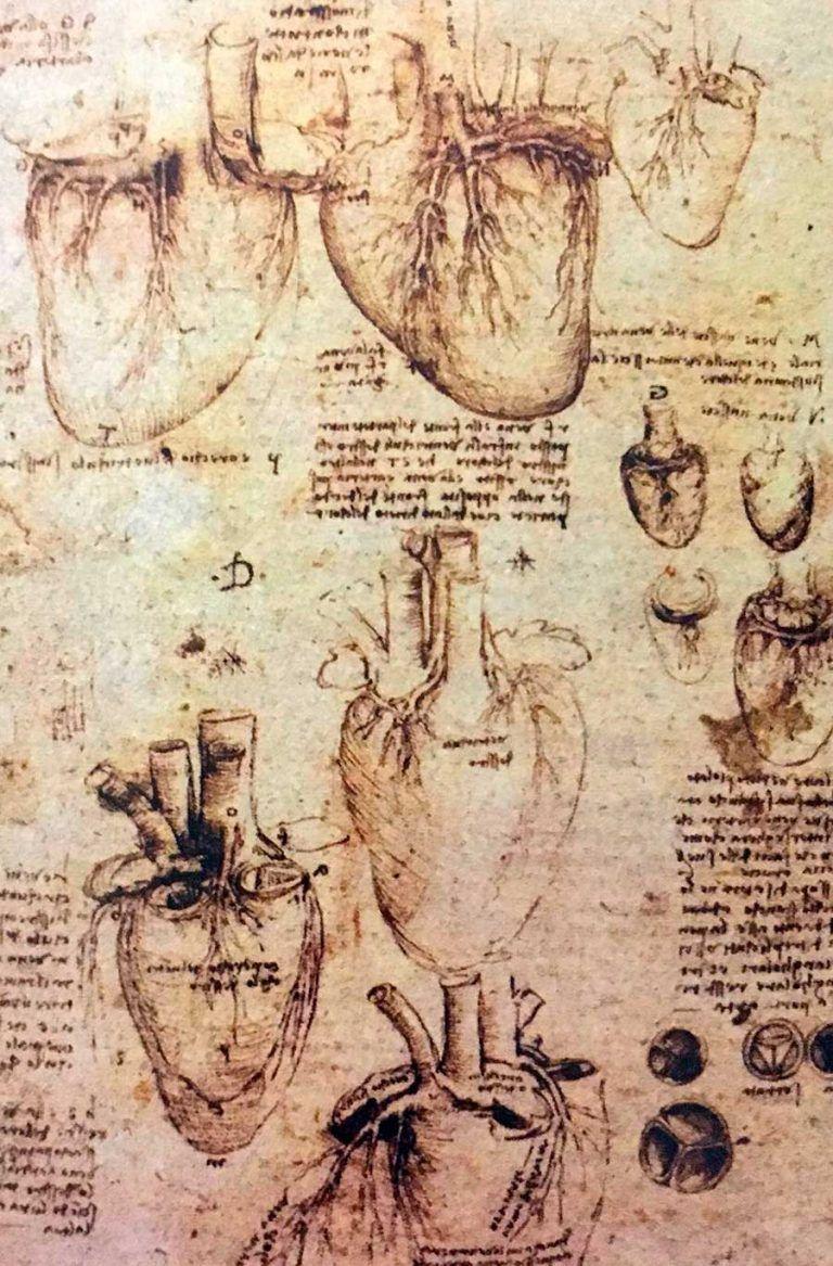 Imagen de la Anatomía del Corazón por Leonardo da Vinci